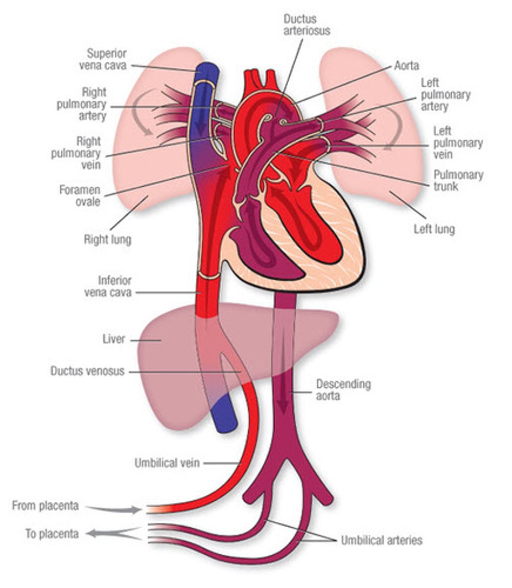 <p>1. ductus venous</p><p>2. foramen ovale</p><p>3. ductus arteriosus</p>
