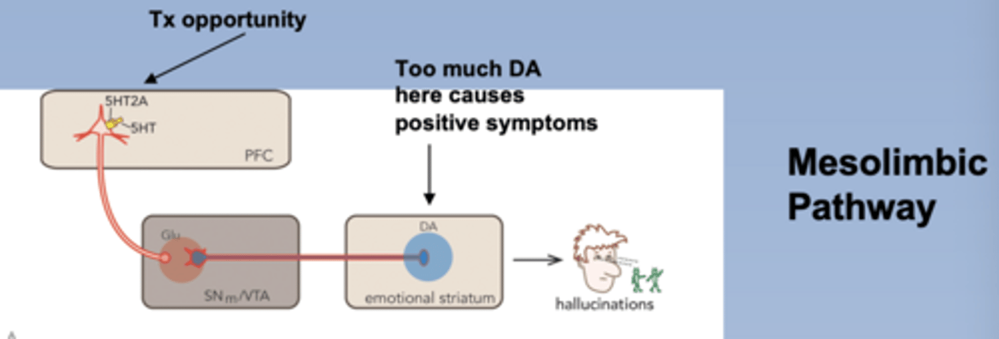 <p>-Glutical neurons in cortex release glutamate at the VTA</p><p>-VTA: where cell body is in mesolimbic pathway</p><p>-Emotional striatum: where axons release DA in mesolimbic pathway</p><p>-When there is too much DA in emotional striatum, causes positive symptoms</p><p>-So excitement of glutical neurons in cortex cause positive symptoms</p><p>-Glutical neurons are regulated by 5HT2A (excites glutical neurons)</p><p>-5HT2A antagonist inhibit glutical neurons, causing less DA release in emotional striatum, decreasing positive symptoms</p>