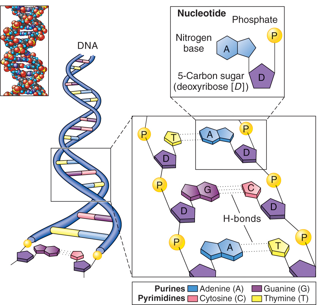 DNA Molecule