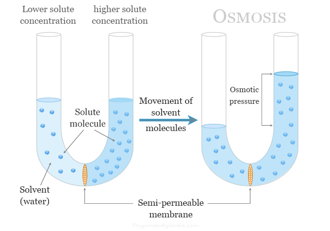 <p>Osmosis (passive process)</p>