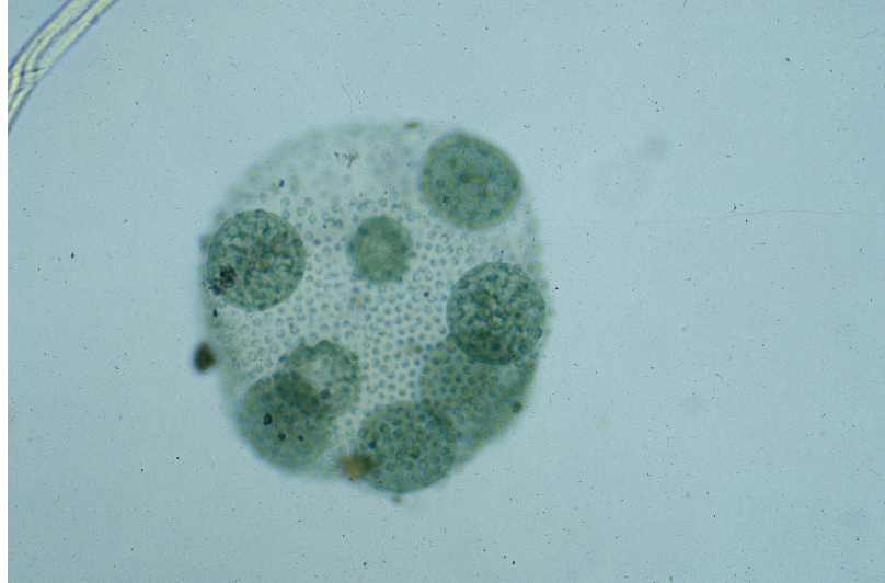 <p>What cell is this?</p>