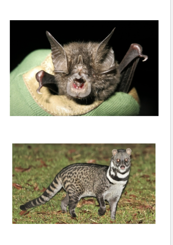 <p><span><span>Covid Genome</span></span></p>