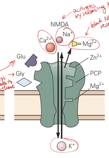 * blocked by Mg2+
* core agonists Gly needs to be there 
* permeable to Na, K, *and* Ca
* NMDAR -- GluN1, GluN2A-D, GluN3
* agonists: glutamate, aspartate, NMDA
* antagonists: *D-APV (D-AP5)*, MK-801, Ketamine, Phencyclidine