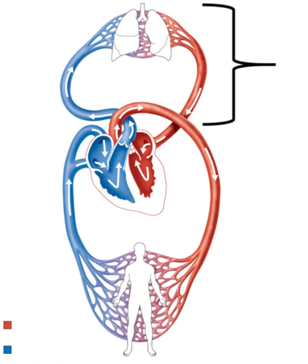<p>Name this circuit.</p>