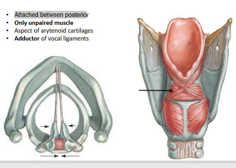 <p><span>Attached between posterior </span></p>