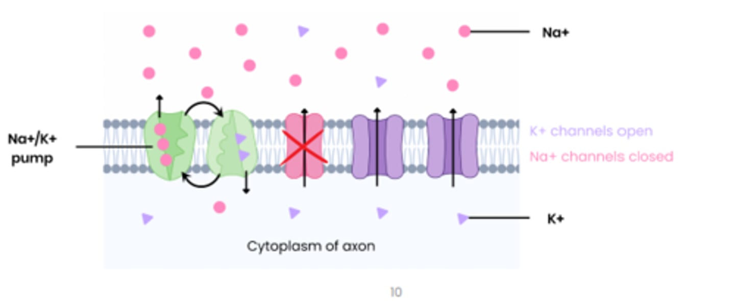 <p>1. sodium potassium pump actively transports Na+ out of the axon and K+ into axon</p><p>2. this creates an electrochemical gradient, where there is higher K+ conc. inside and higher Na+ conc. outside</p><p>3. membrane is more permeable to K+, so it can move back out by facilitated diffusion</p><p>4. membrane is less permeable to Na+ as the voltage gated sodium channels are closed, so Na+ cannot diffuse back in</p><p>5. therefore, inside of axon has a negative charge relative to outside</p>