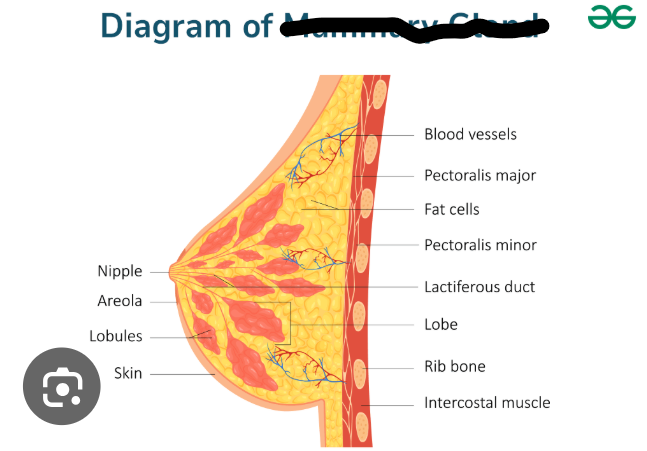 <p>(Female Reprod Structures) What is this within the Breasts</p>