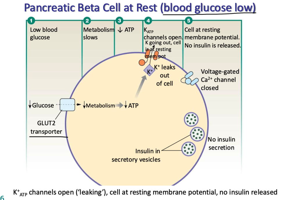 <p>blood glucose is low (hence why at rest)</p><ul><li><p>metabolism slows</p></li><li><p>glucose cannot enter B cells via GLUT2 transporters</p></li><li><p>dec ATP production</p></li><li><p>KATP channels (ATP-gated K channels on B cells) open, K leaves</p></li><li><p>cell is at resting mem pot</p></li><li><p>no insulin is released via exocytosis bc v-gated Ca channels remain closed</p></li></ul><p></p>
