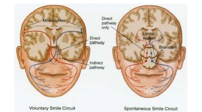 <p>voluntary smile comes from motor cortex, but spontaneous smile comes from _____ system and more specifically the ____ _____</p>