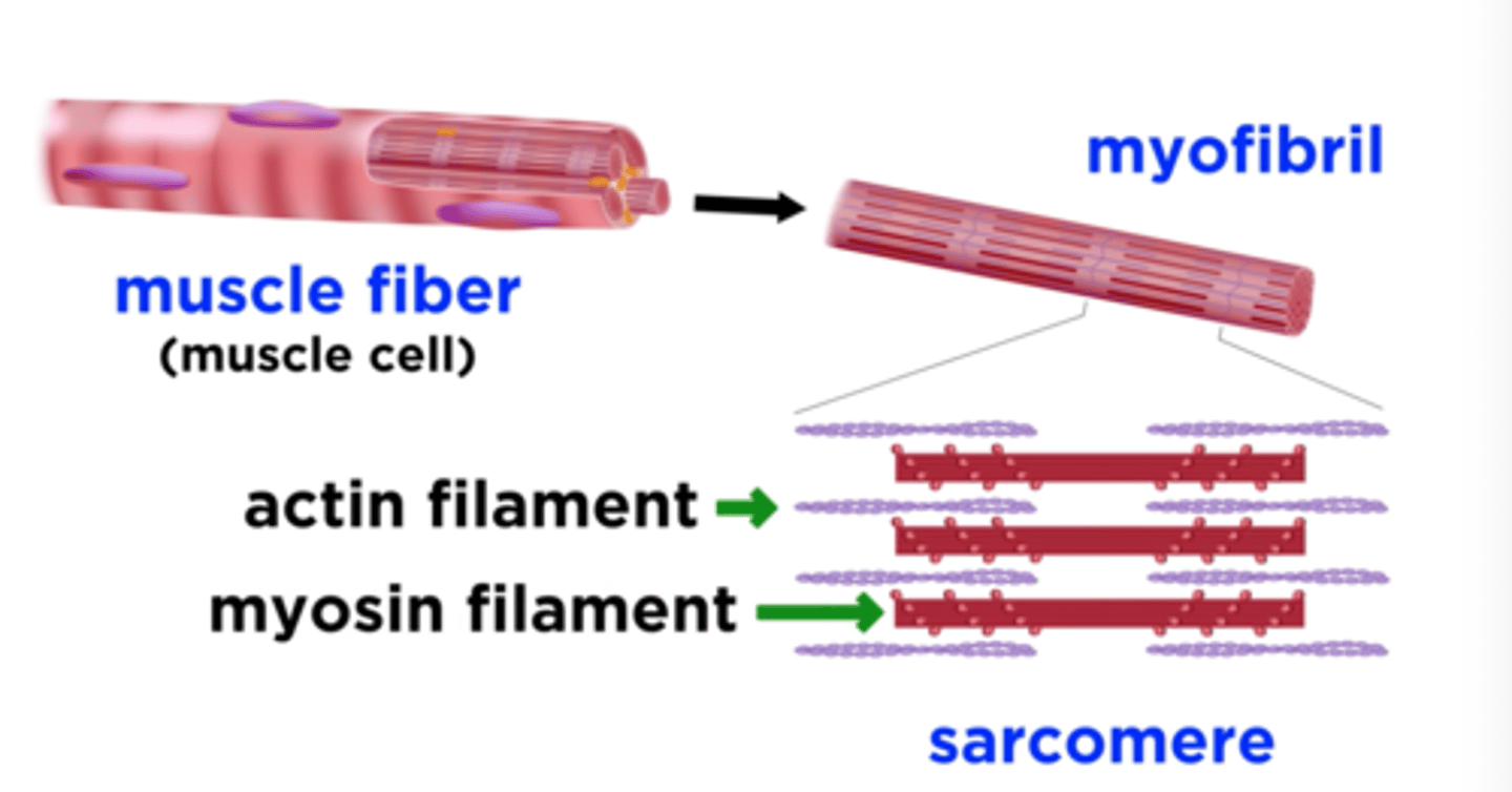 <p>actin and myosin</p>