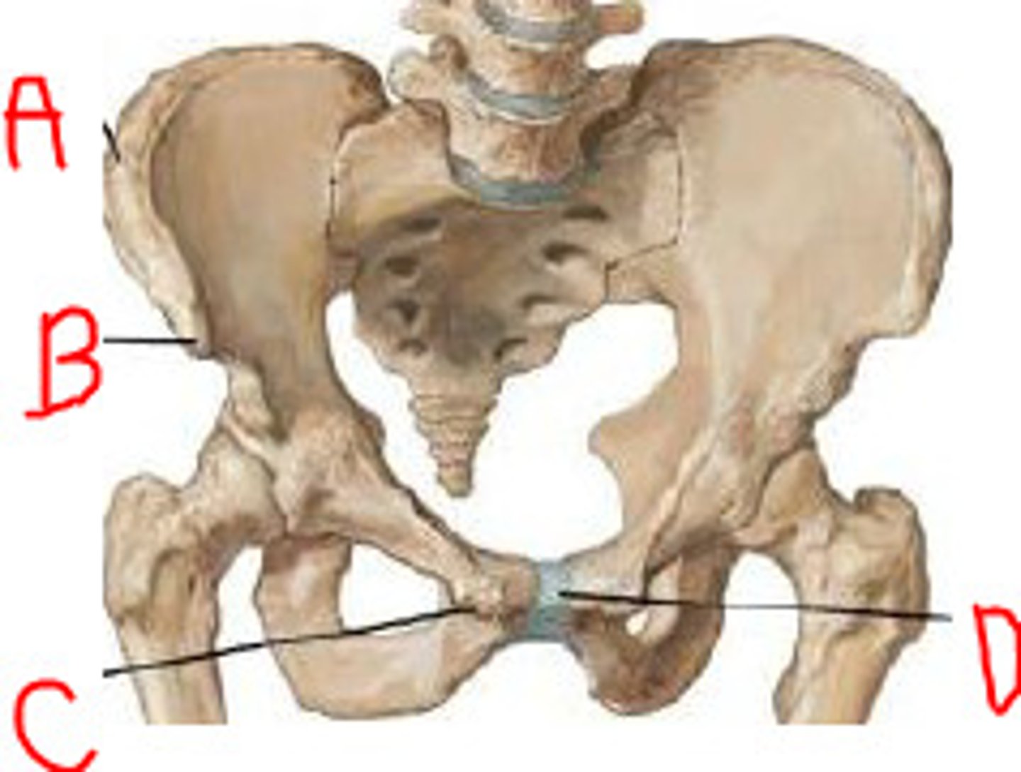 <p>bumps on front of pubis. tubercle is LATERAL</p>