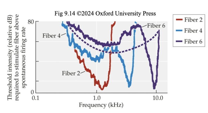 <p><span style="background-color: transparent; font-family: &quot;Times New Roman&quot;, serif;"><strong>Frequency that increases the neuron’s firing rate at the lowest <u>intensity (dB) </u></strong>(lowest y-axis point on the threshold tuning curve) (The y-axis is the threshold intensity (dB) required to stimulate fiber above spontaneous firing rate)</span></p><ul><li><p><span style="background-color: transparent; font-family: &quot;Times New Roman&quot;, serif;">A low-intensity sine wave tone w a certain frequency will cause certain AN fibers to increase their firing rates, while other AN fibers continue to fire at their spontaneous rates</span></p></li><li><p><span style="background-color: transparent; font-family: &quot;Times New Roman&quot;, serif;">Dash line shows what tuning function for Fiber 6 would look like if outer hair cells are absent</span></p><ul><li><p><span style="background-color: transparent; font-family: &quot;Times New Roman&quot;, serif;">Presence of <strong>outer hair cells improves the sensitivity </strong>(threshold intensity for firing above spontaneous rate) and the <strong>frequency selectivity</strong> (<u>sharper tuning curve</u>) of auditory nerve fibres</span></p></li></ul></li></ul><p></p>