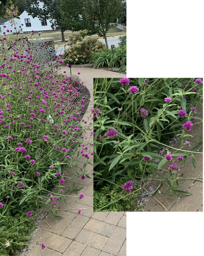 <p>Compact, heat- and drought-tolerant annual with long-lasting clover-like blooms in white, violet, red, pink, and purple.</p>