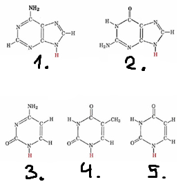 <p>Nosaukums 4. nukleīnskābei (DNS)</p>