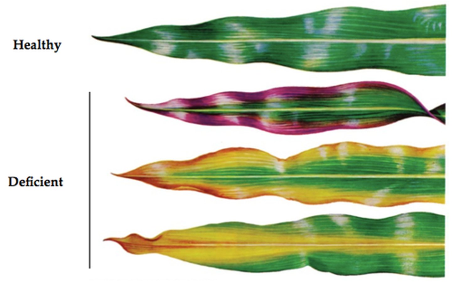 <p>lack of one or more nutrients which effects plant growth negatively</p>