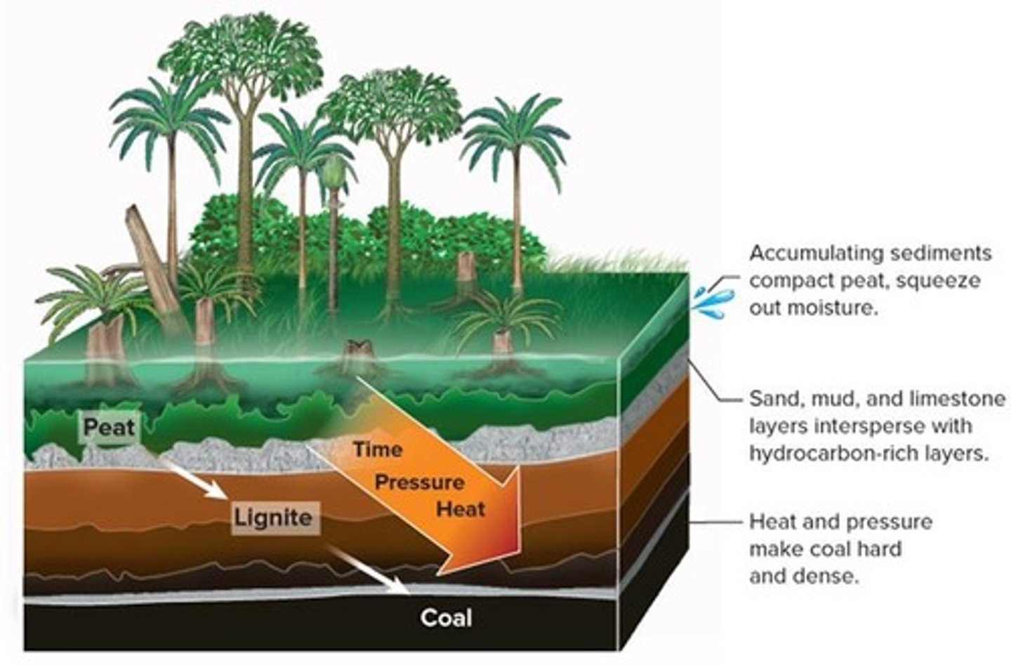 <p>Organic rock formed from plant matter deposition.</p>