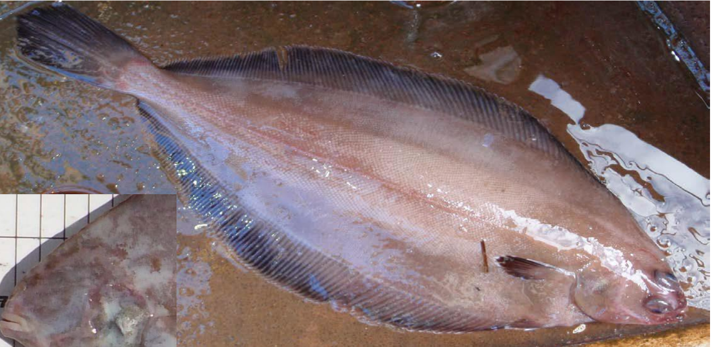 <p>right eye, straight lateral line, black fringe, small mouth</p>