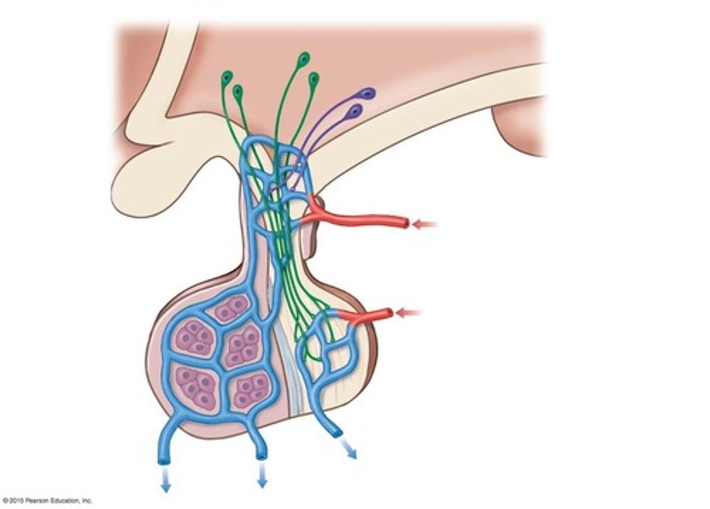 <p>A system of blood vessels that connects the hypothalamus to the anterior pituitary, allowing regulatory hormones to reach their target cells.</p>