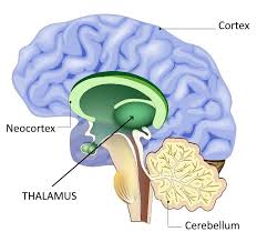 <p>thalamus</p>