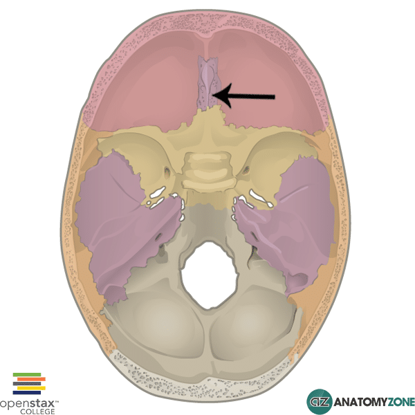 <p>bottom sides of the ethmoid bone</p>