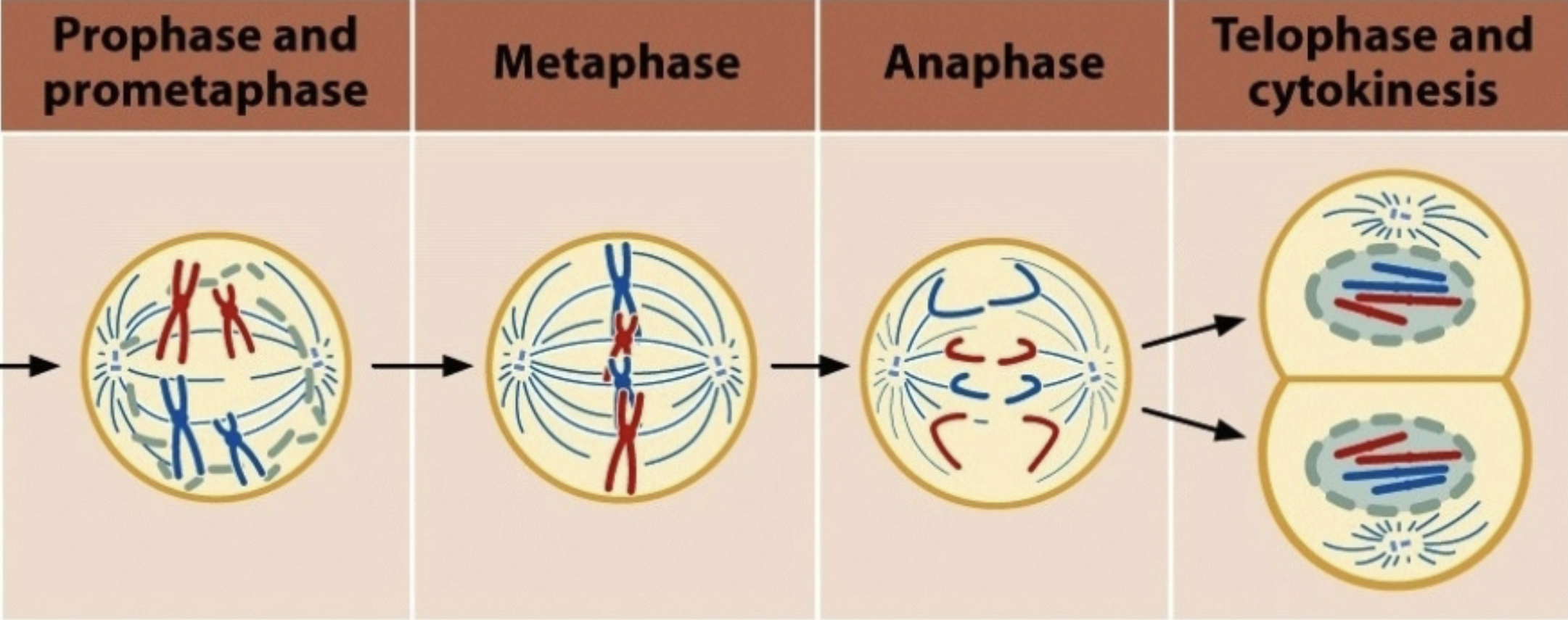 <p>In the example below, how many chromosomes are in prophase and anaphase?</p><p>a.) 8 and 8</p><p>b.) 4 and 4</p><p>c.) 4 and 8</p><p>d.) 8 and 4</p><p>e.) 2 and 8</p>