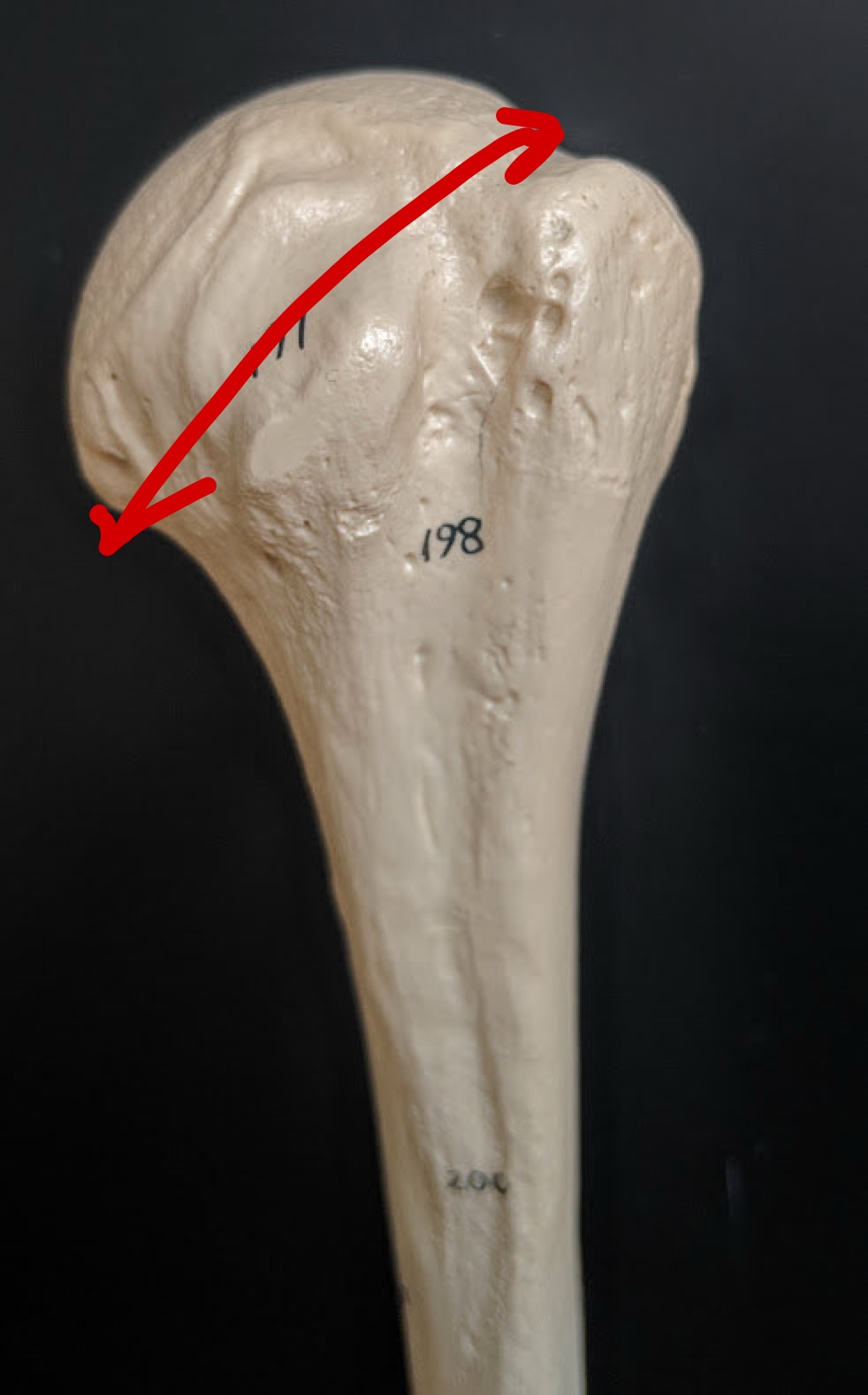 <p>Name this structure</p>