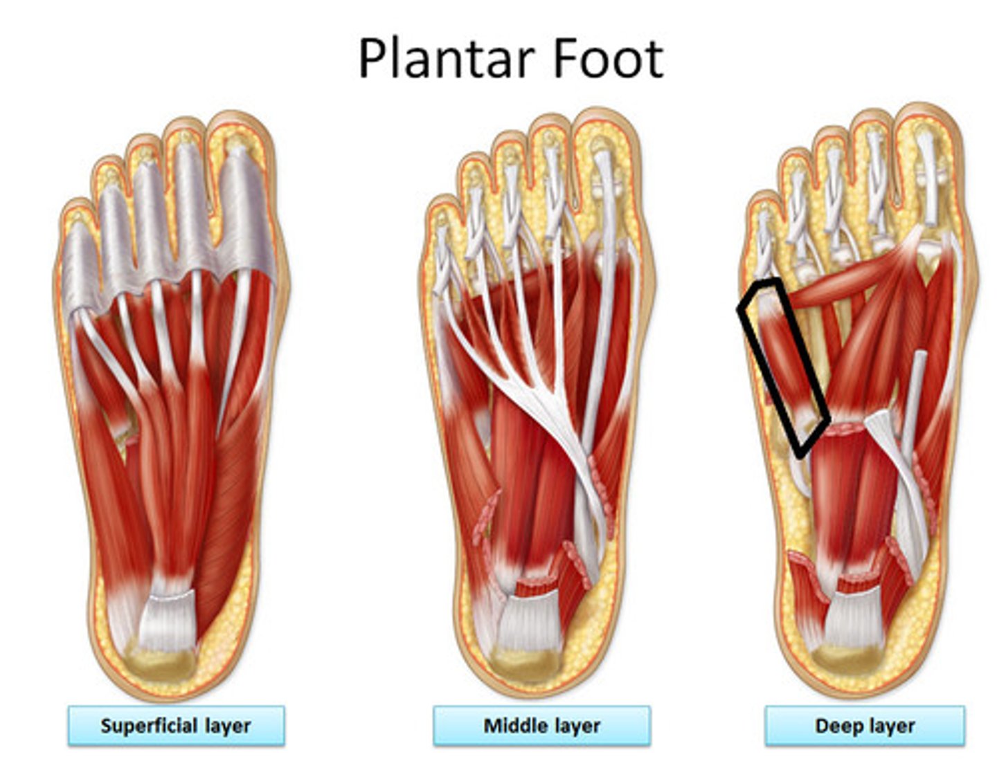 <p>Origin: base of 5th metatarsal</p><p>Insertion: base of proximal phalanx of 5th digit</p><p>Innervation: superficial branch of lateral plantar nerve (S2, <strong>S3</strong>)</p><p>Action: flexes proximal phalanx of 5th digit, thereby assisting with its flexion</p>