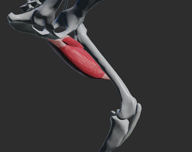 <p>tři části:</p><p>m. adductor magnus </p><p>m. adductor brevis</p><p>m. adductor longus</p><p></p><p>odstup: ventrální plocha pánve, tabula ossis ischii</p><p>úpon: mediální strana femuru</p><p>funkce: addukce končetiny v articulatio coxae</p>