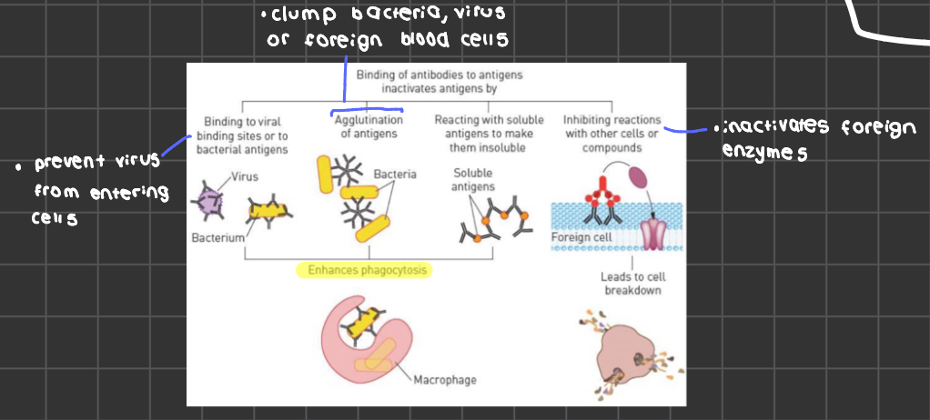<ul><li><p>antibodies combine with specific antigen to form antigen antibody complex</p></li><li><p>coats bacterian so bacteria can be easily consumed by phagocytes and enhance phagocytosis </p></li></ul>