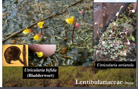 <p>lentibulariaceae </p>