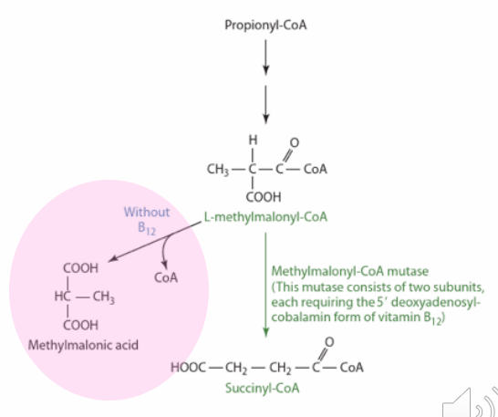 <p>Vitamin B12 Deficiency Problems</p>