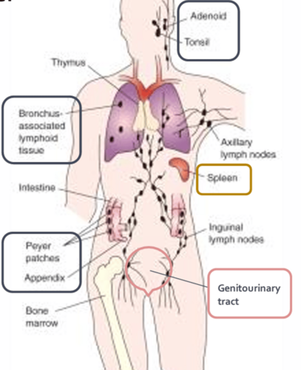 <p>Initiation of an adaptive response occurs in the secondary lymphoid tissues which include:</p><p>- Spleen</p><p>- MALT (mucosal associated lymphoid tissue)</p><p>- Lymph nodes</p>
