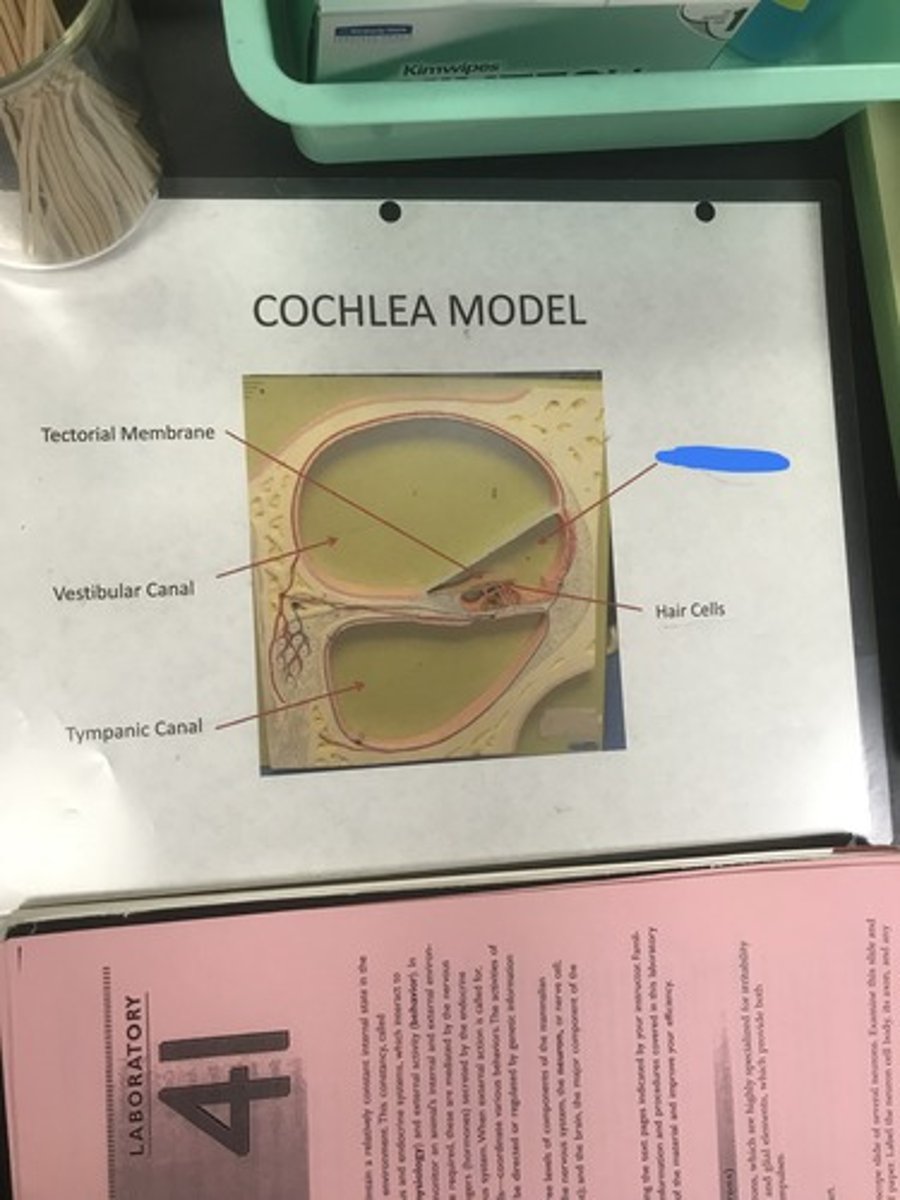 <p>Label the structure covered in blue ink</p>