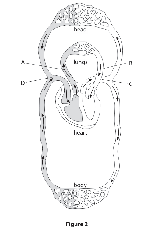 <p>Figure 2 represents the human circulatory system.  </p><p>Which letter, A, B, C or D, labels the pulmonary artery? (1)</p><p>A </p><p>B</p><p> C</p><p> D</p>