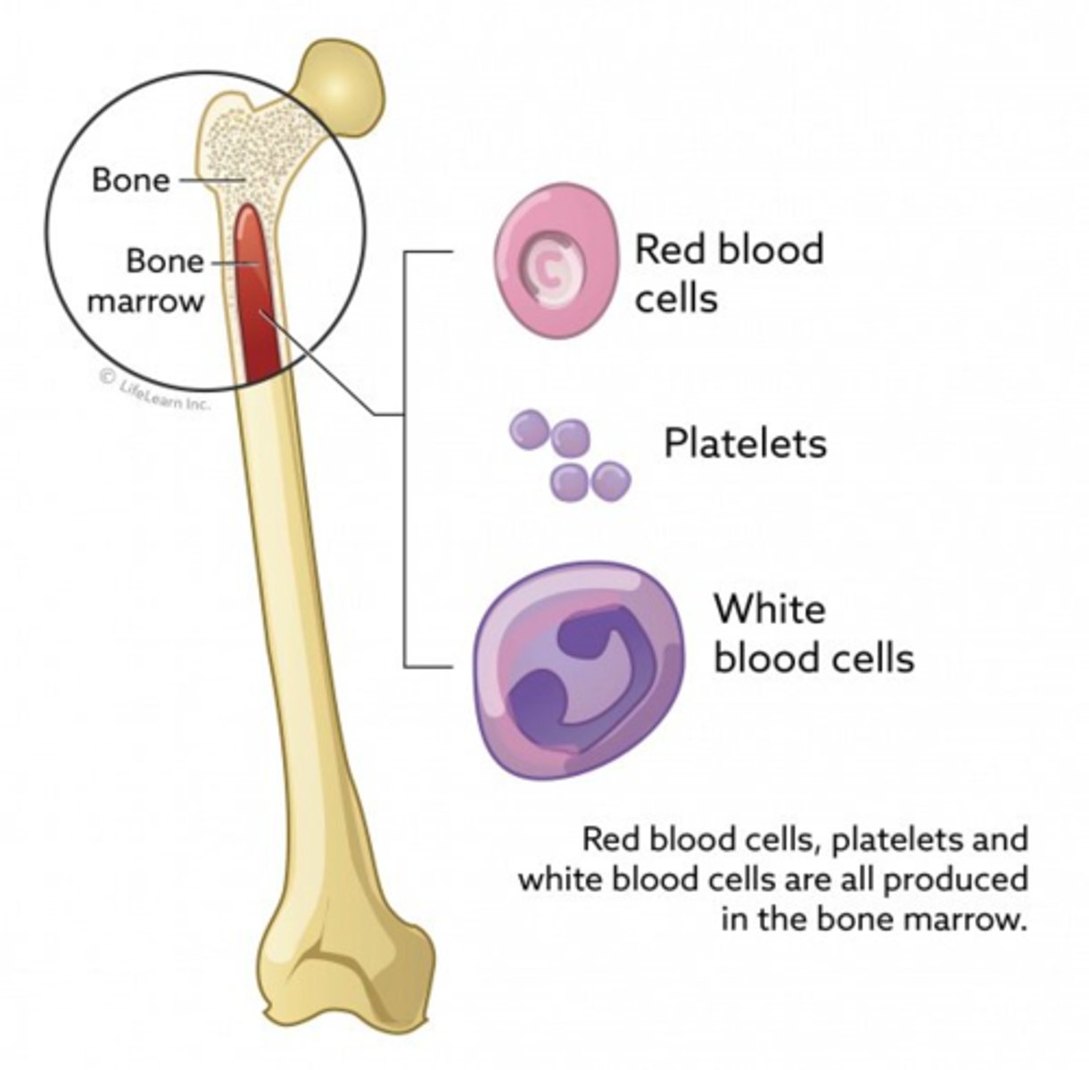 <p>Fills the medullary cavity in the middle of bone.</p><p>This is the site of hematopoiesis, blood cell development.</p>