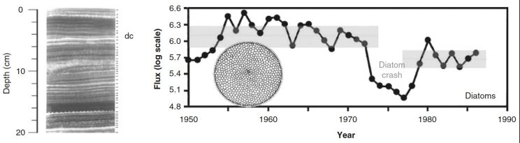 <ul><li><p>Strong upwelling, but Si-limited</p></li><li><p>Shifting baseline-reduced accumulation of diatoms after 1980</p></li></ul><p></p>