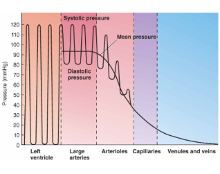 As stated before, blood flows from high pressure to low pressure

\
We can observe that blood pressure decrease as we get into the veins

\
Pressure is what drives blood forwards and since blood must return back to the heart, there must be other mechanisms to push blood from veins to the heart