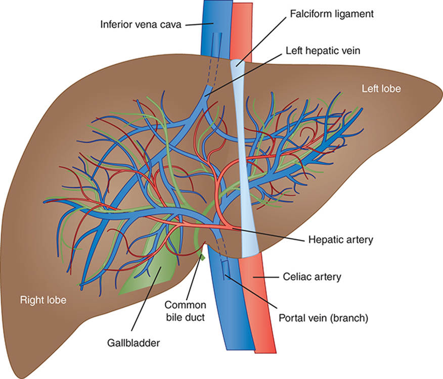 <ul><li><p class=""><strong>Highly vascularized</strong> organ</p></li><li><p class=""><strong>Two lobes</strong>:</p><ul><li><p class="">Connected by <strong>falciform ligament</strong></p></li><li><p class=""><strong>Right lobe is ~6× larger</strong> than left</p></li></ul></li><li><p class=""><strong>Dual blood supply</strong>:</p><ul><li><p class=""><span style="color: red"><strong>Hepatic artery</strong> </span>(<span style="color: #05ebe8">25%) – oxygenated blood</span></p></li><li><p class=""><span style="color: red"><strong>Portal vein</strong></span> <span style="color: #29e609">(75%) – nutrient-rich blood from GI tract</span></p></li></ul></li><li><p class="">~<strong>1500 mL/min</strong> blood flow through liver</p></li><li><p class="">Despite size difference, lobes are <strong>functionally equal</strong></p></li></ul><p></p>