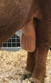 <p>Inguinal Hernias in <span style="color: rgb(115, 90, 90)">ruminants</span></p>