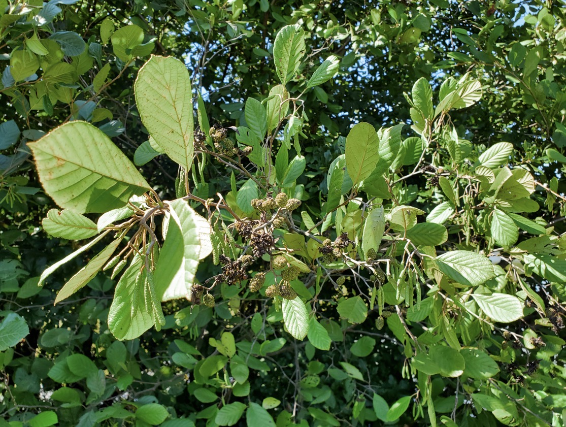 <p>hazel alder</p>