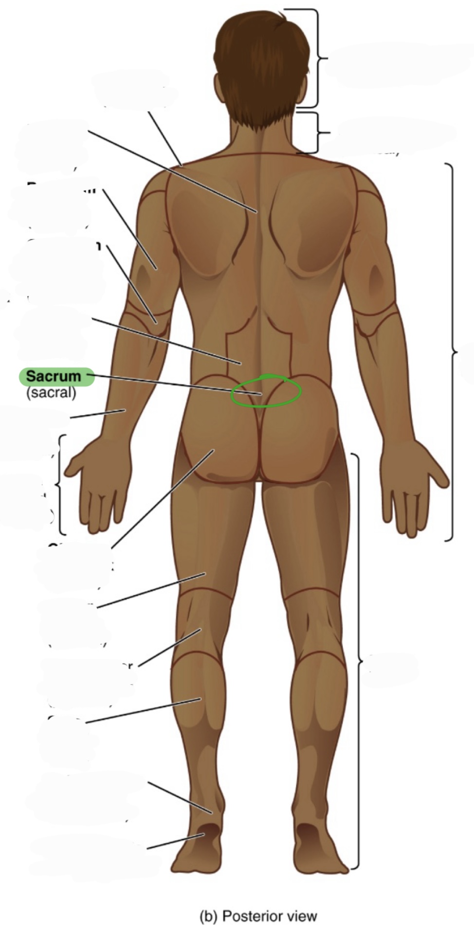 <p>aka sacral</p>