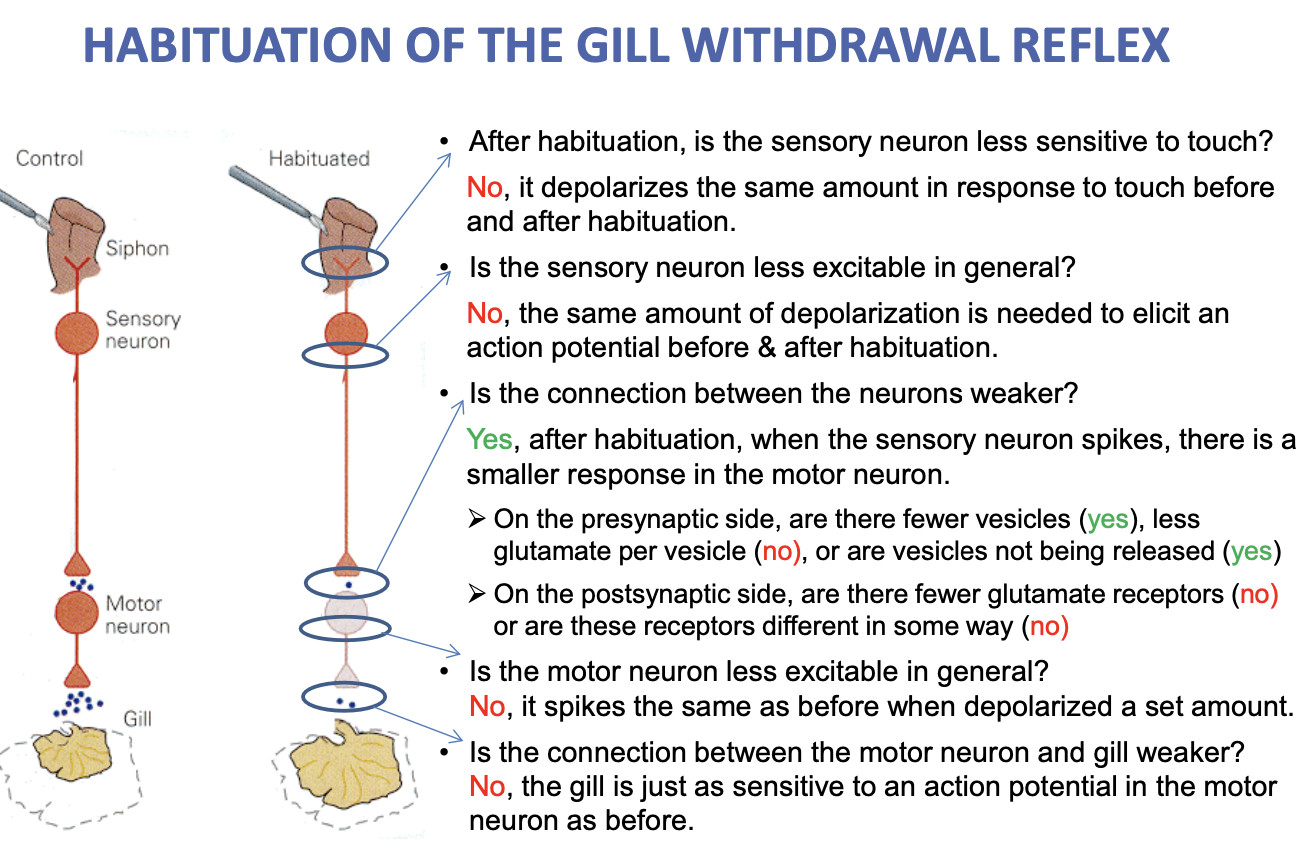 <p>→ type of non-associative learning; reduced physiological or behavioural responding to a repeated stimulus</p><ul><li><p>ex. Aplysia sea slugs reflexively withdraw their gill whenever their siphon is touched. After repeated siphon touches, the magnitude of the gill withdrawal reflex will reduce to a point of indifference. </p></li></ul><p><u>Significant effects</u>: </p><ul><li><p>↓ Motor neuron response (due to ↑ sensory neuron)</p></li><li><p>↓ Pre-synaptic vesicles (available and/or being released)</p></li></ul><p></p>