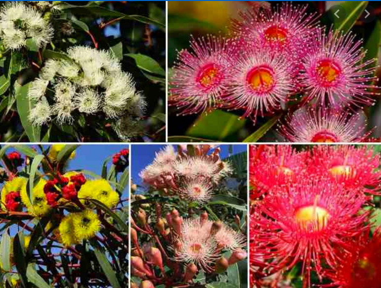 <p>Myrtaceae</p>