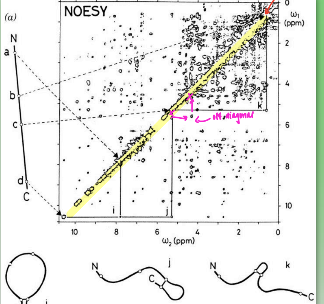 <ul><li><p>must use 2D spectrometry to determine protein internuclear distances</p><ul><li><p>1D = too many overlapping signals</p></li></ul></li><li><p>use “off-diagonal” method to determine internuc dist of all protons ( r )</p><ul><li><p>many distances = put into computer program = determines how prot must be folded to account for all internuc distances</p></li></ul></li><li><p>shows <strong>natural aq state behaviors</strong></p></li><li><p>inconsistent fitting (less overlap) = intrinsic disorder in dynamic prot or insufficient number of distances</p></li></ul><p></p>