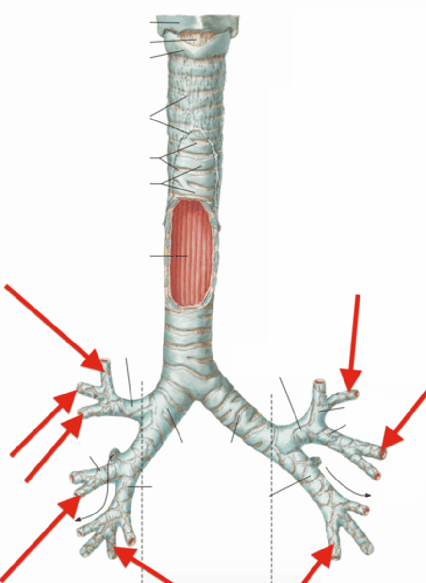 <p>supported by crescent-shaped cartilage plates</p><p>10 on right, 8 on left</p><p>Air passage ways connecting trachea with alveoli.</p><p>Warms and moistens incoming air.</p>