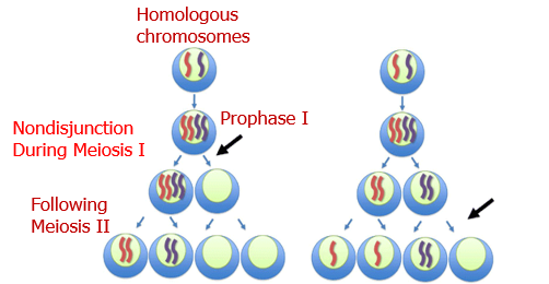 <p>Describe the result at the end of each gametes on the left</p>