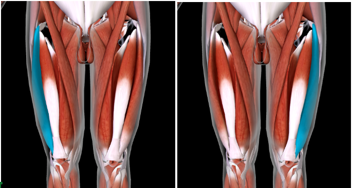 <p>Function: <strong>EXTEND LEG at KNEE </strong></p>
