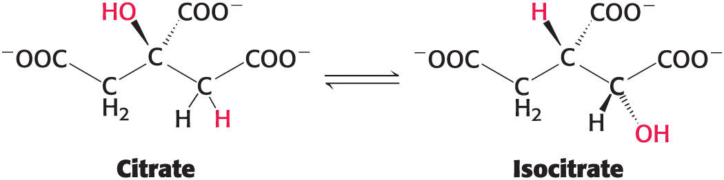 <p>Rearranges atoms within a molecule </p><ul><li><p>typically to prepare the molecule for a subsequent reaction </p></li><li><p>Example: the conversion of citrate to isocitrate </p></li></ul><p></p>
