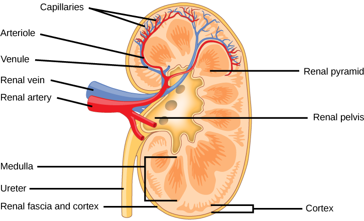 <p><strong>Kidney Structure:</strong></p><ul><li><p><strong>Outer:</strong> Cortex (nephrons)</p></li><li><p><strong>Inner:</strong> Medulla (pyramids, tubes)</p></li><li><p><strong>Center:</strong> Pelvis (collects urine)</p></li><li><p><strong>Nephron:</strong> Filtering unit (glomerulus + tubule)</p></li></ul><p><strong>Kidney Function:</strong></p><ul><li><p>Filters blood → urine</p></li><li><p>Removes waste</p></li><li><p>Balances water &amp; salts</p></li></ul><p></p>