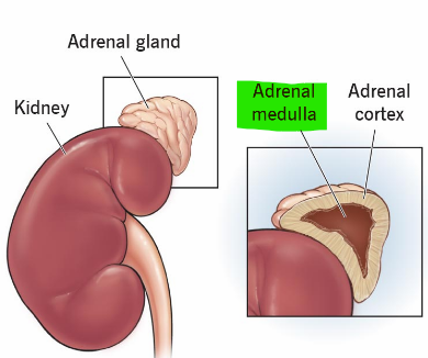 <p>Adrenal medulla </p>